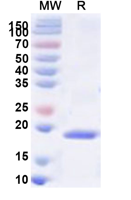 SDS-PAGE for LCMV Glycoprotein GP2, N-His