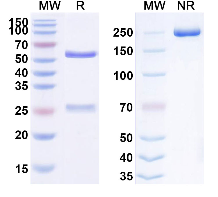 SDS-PAGE for Lebrikizumab Biosimilar - Anti-IL13 mAb - Research Grade