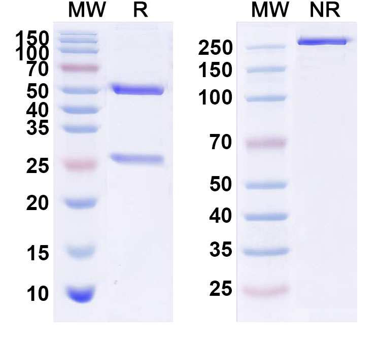 SDS-PAGE for Lemalesomab Biosimilar - Anti-CD66c;CEACAM6 mAb - Research Grade