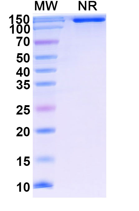 SDS-PAGE for Research Grade Lenercept