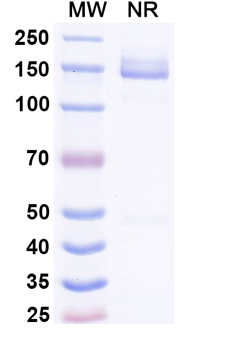 SDS-PAGE for Lepunafusp Biosimilar - Anti-TfR1 mAb - Research Grade