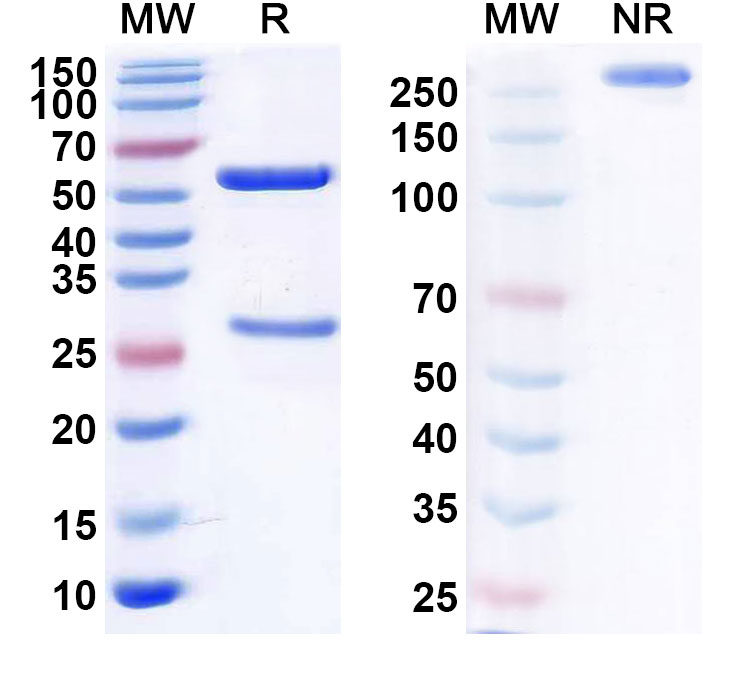 SDS-PAGE for Lerdelimumab Biosimilar - Anti-TGFB2;TGF-beta-2 mAb - Research Grade