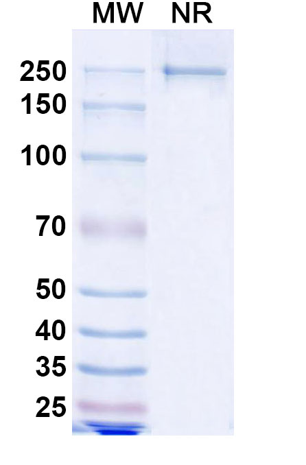 SDS-PAGE for Lesabelimab Biosimilar - Anti-CD274 mAb - Research Grade