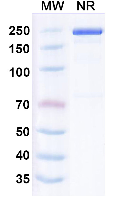 SDS-PAGE for Leukotuximab Biosimilar - Anti-GPL115 mAb - Research Grade