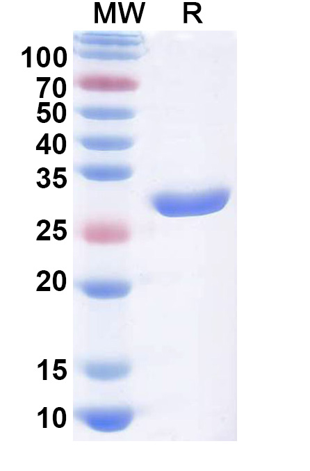 SDS-PAGE for Licaminlimab Biosimilar - Anti-TNFA mAb - Research Grade