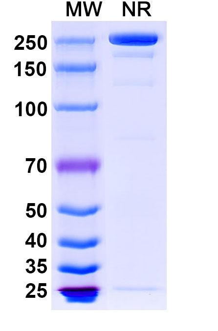 SDS-PAGE for Ligelizumab Biosimilar - Anti-IGHE mAb - Research Grade