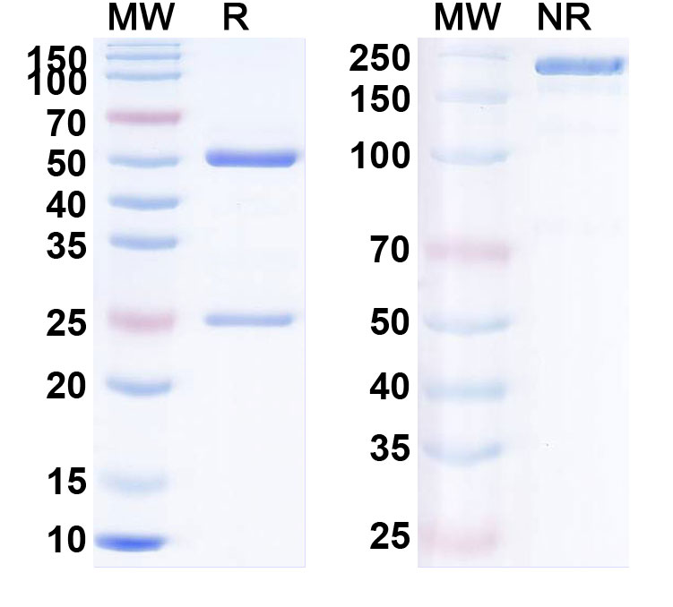 SDS-PAGE for Lilotomab Biosimilar - Anti-CD37;TSPAN26 mAb - Research Grade