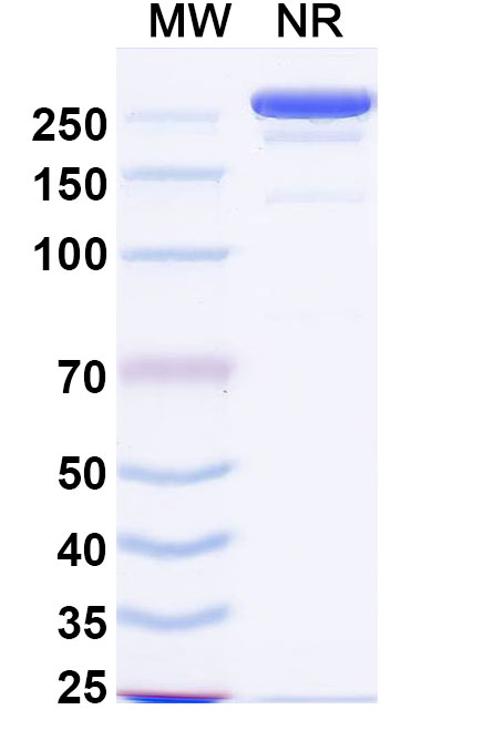 SDS-PAGE for Linclatamig Biosimilar - Research Grade