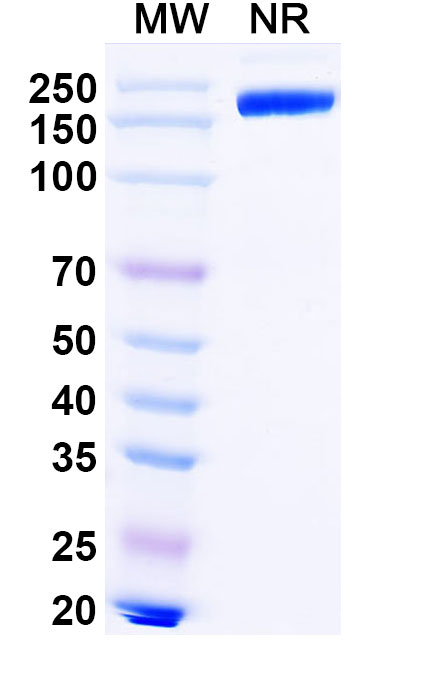 SDS-PAGE for Lipustobart Biosimilar - Anti-PD1 mAb - Research Grade