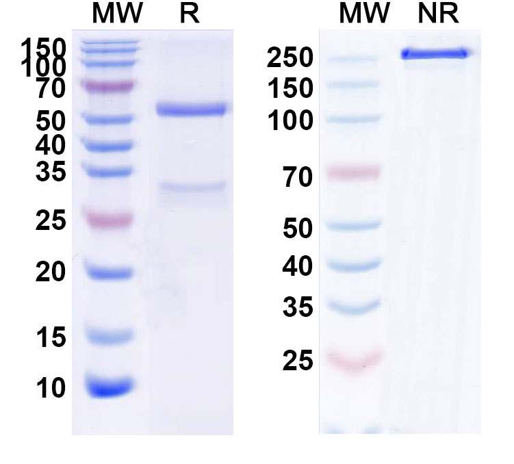 SDS-PAGE for Lirentelimab Biosimilar - Anti-SIGLEC8 mAb - Research Grade