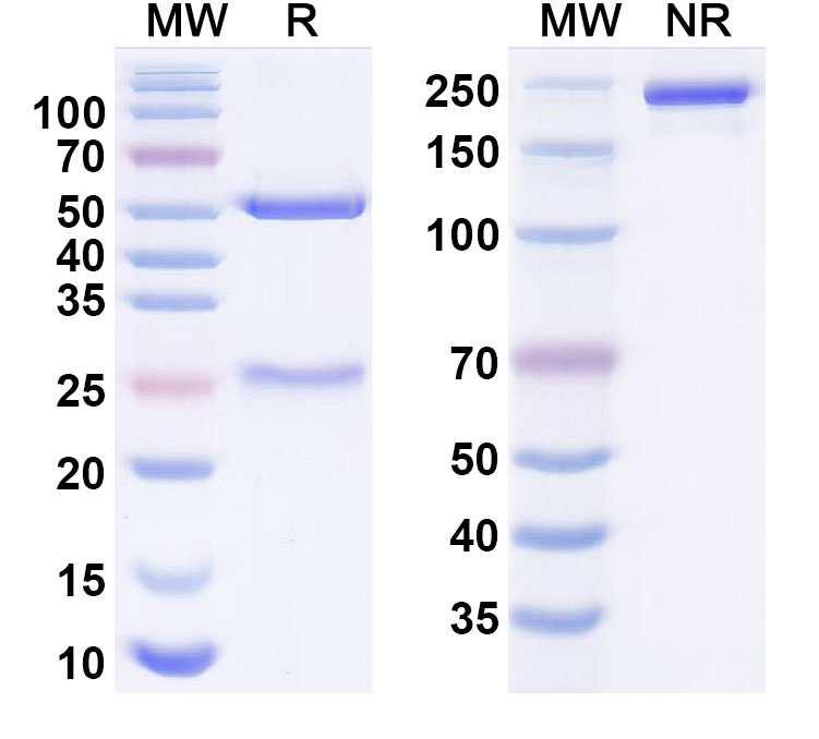 SDS-PAGE for Lodapolimab Biosimilar - Anti-CD279;PD-1 mAb - Research Grade