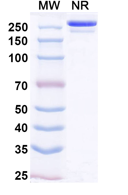 SDS-PAGE for Lomtegovimab Biosimilar - Anti-Spike RBD mAb - Research Grade