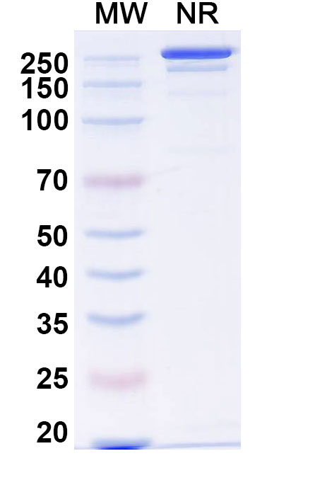 SDS-PAGE for Lomvastomig Biosimilar - Anti-PD1 and TIM3 mAb - Research Grade