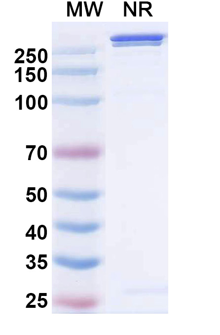 SDS-PAGE for Lorigerlimab Biosimilar - Anti-CTLA4 &amp, PD1 mAb - Research Grade