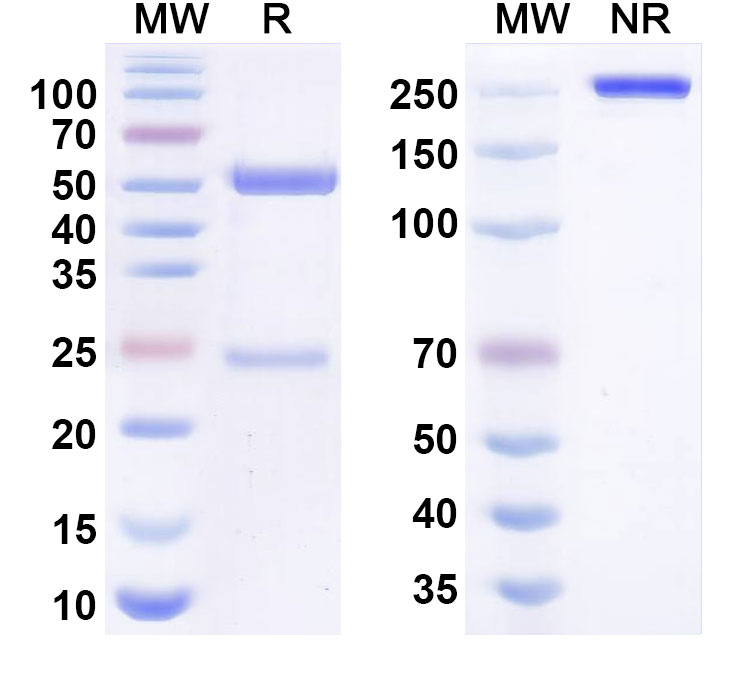 SDS-PAGE for Lotivibart Biosimilar - Research Grade