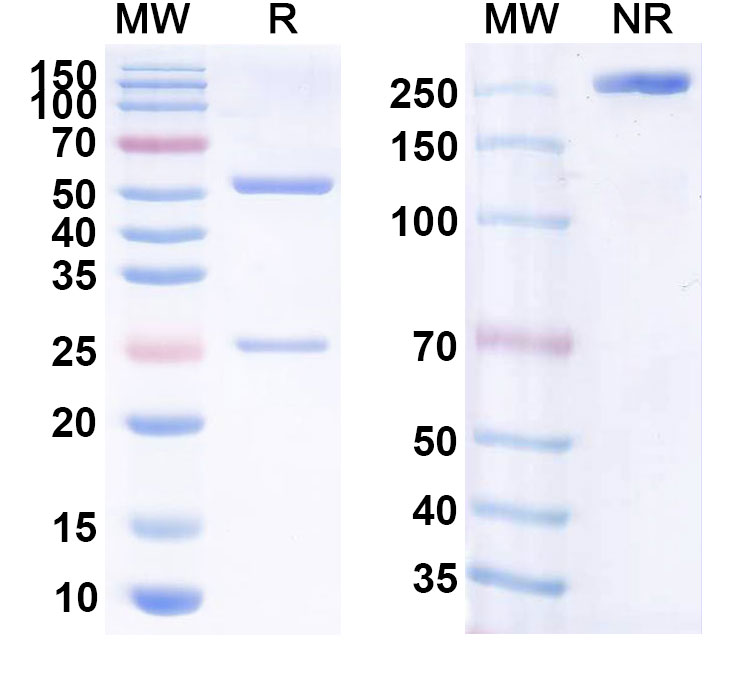 SDS-PAGE for Lucatumumab Biosimilar - Anti-CD40 mAb - Research Grade
