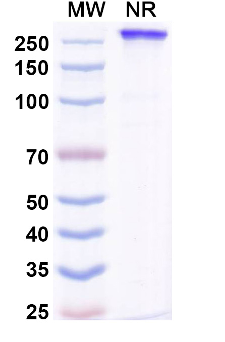 SDS-PAGE for Lucorafusp Alfa Biosimilar - Research Grade