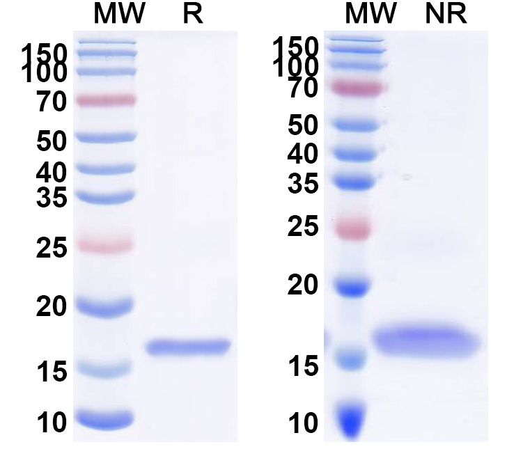 SDS-PAGE for Lulizumab Biosimilar - Anti-CD28 mAb - Research Grade