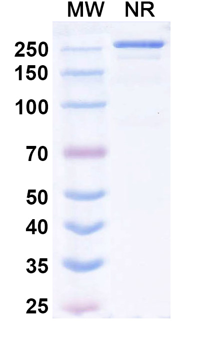 SDS-PAGE for Research Grade Lumrotatug