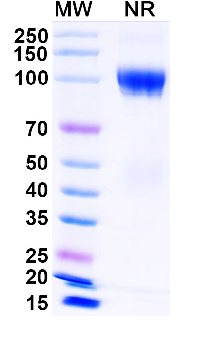 SDS-PAGE for Luspatercept Biosimilar - Anti-GDF11 fusion protein - Research Grade