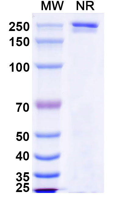 SDS-PAGE for Research Grade Luvagrobart