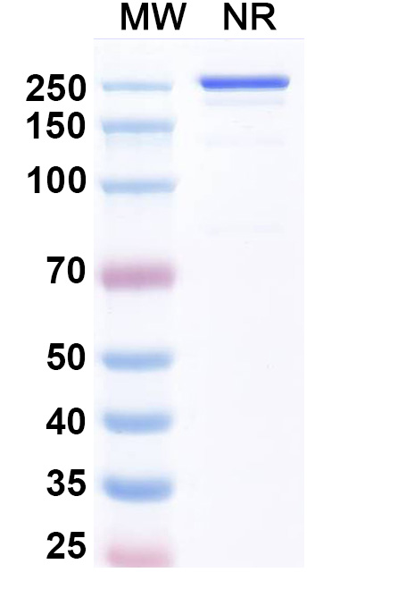 SDS-PAGE for Luveltamab Biosimilar - Anti-FOLR1 mAb - Research Grade