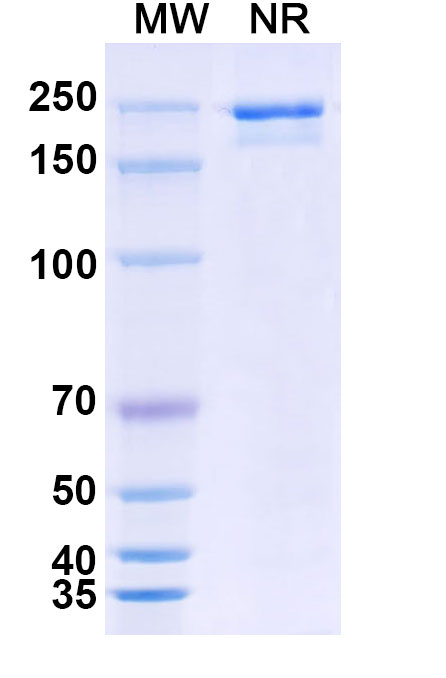SDS-PAGE for LY3022855 Biosimilar - Anti-CD115 mAb - Research Grade