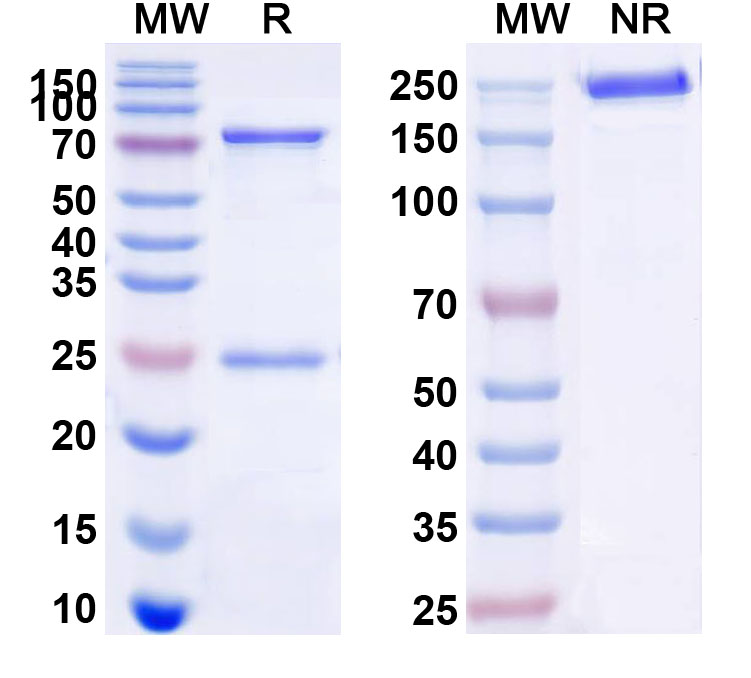 SDS-PAGE for Research Grade Anti-Human CD22 (M971)
