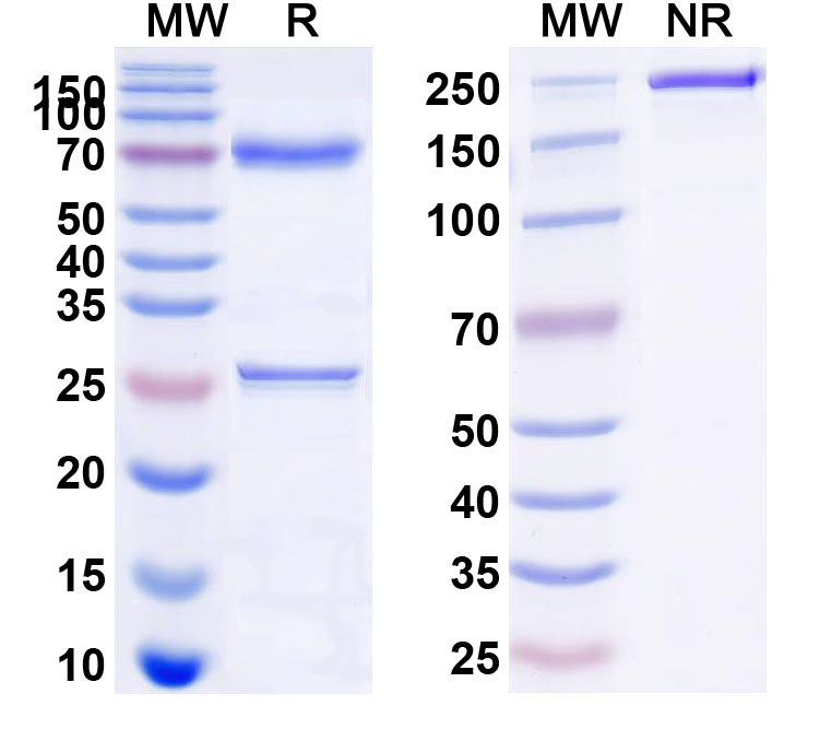 SDS-PAGE for Research Grade Anti-Human CD22 (M972)