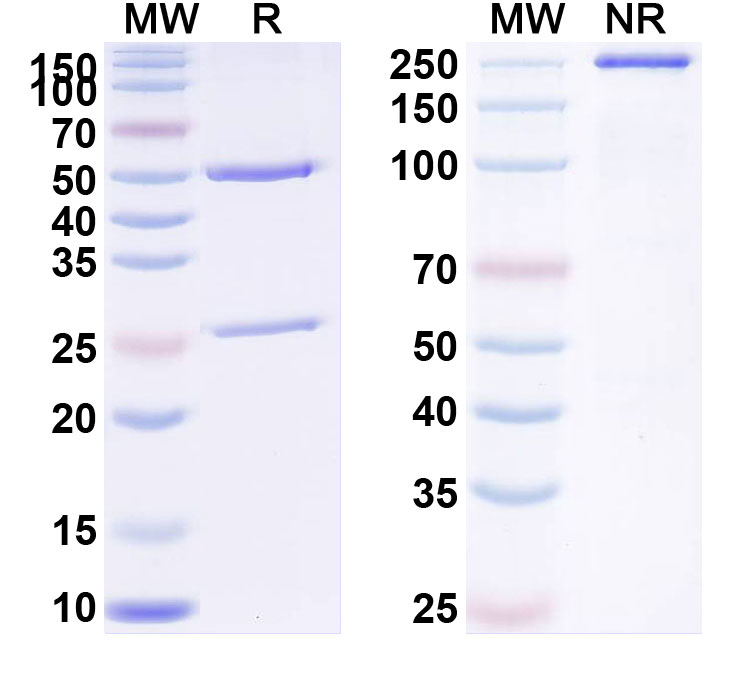 SDS-PAGE for Maftivimab Biosimilar - Anti-Zaire Ebola virus mAb - Research Grade