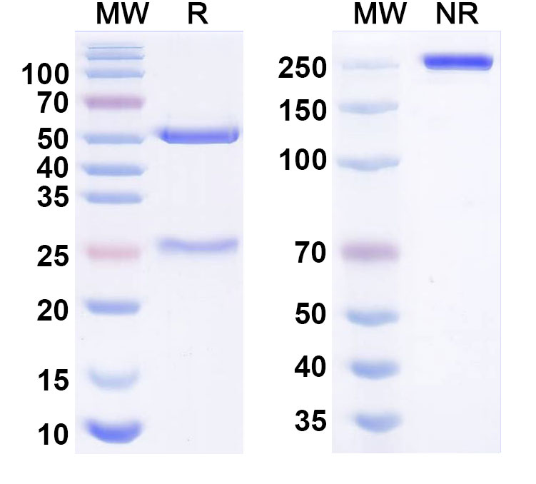 SDS-PAGE for Manelimab Biosimilar - Anti-CD274; PD-L1; B7-H1 mAb - Research Grade