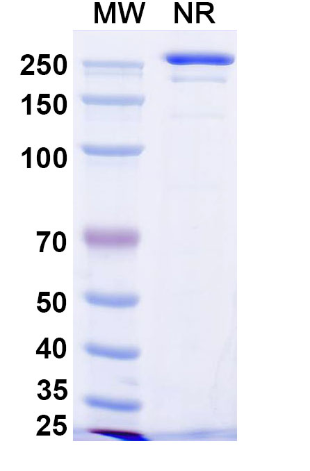 SDS-PAGE for Manfidokimab Biosimilar - Anti-IL-4 receptor subunit alpha mAb - Research Grade