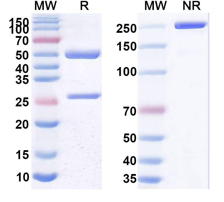 SDS-PAGE for Mapatumumab Biosimilar - Anti-CD261;TNFRSF10A mAb - Research Grade