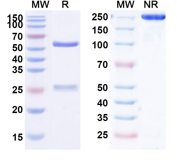SDS-PAGE for Mavrilimumab Biosimilar - Anti-CSF2RA; CD116  mAb - Research Grade