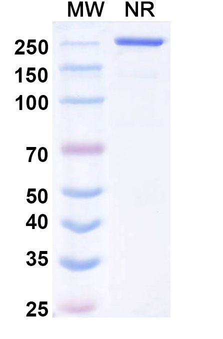 SDS-PAGE for Mecbotamab Biosimilar - Anti-AXL mAb - Research Grade