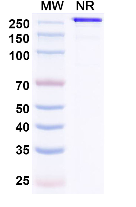 SDS-PAGE for Research Grade MEDI3185
