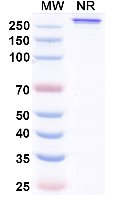 SDS-PAGE for Research Grade Melredableukin Alfa