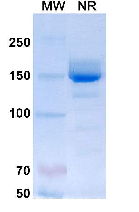 SDS-PAGE for Mepolizumab Biosimilar - Anti-IL5 mAb - Research Grade