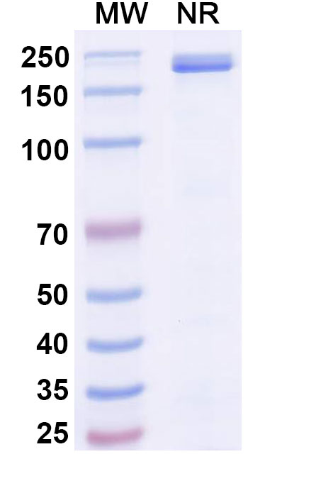 SDS-PAGE for Mibavademab Biosimilar - Anti-LEPR mAb - Research Grade