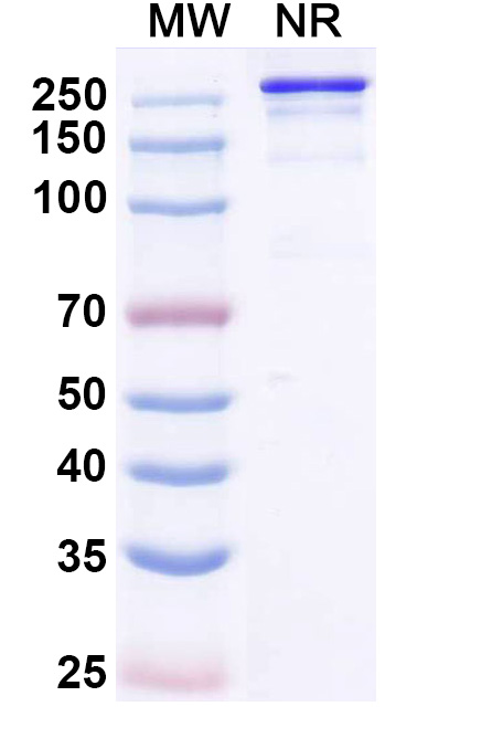 SDS-PAGE for Micvotabart Biosimilar - Research Grade
