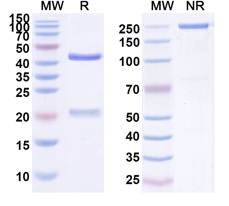 SDS-PAGE for Minretumomab Biosimilar - Anti-TAG-72 mAb - Research Grade
