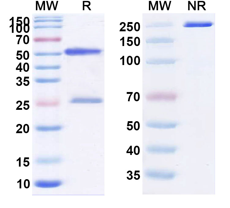 SDS-PAGE for Mipasetamab Biosimilar - Anti-AXL mAb - Research Grade