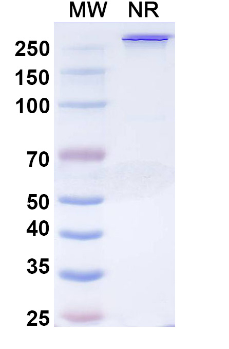SDS-PAGE for Mipletamig Biosimilar - Research Grade