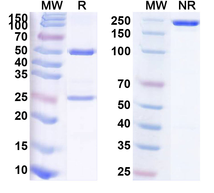 SDS-PAGE for Mirvetuximab Biosimilar - Anti-FOLR1 mAb - Research Grade