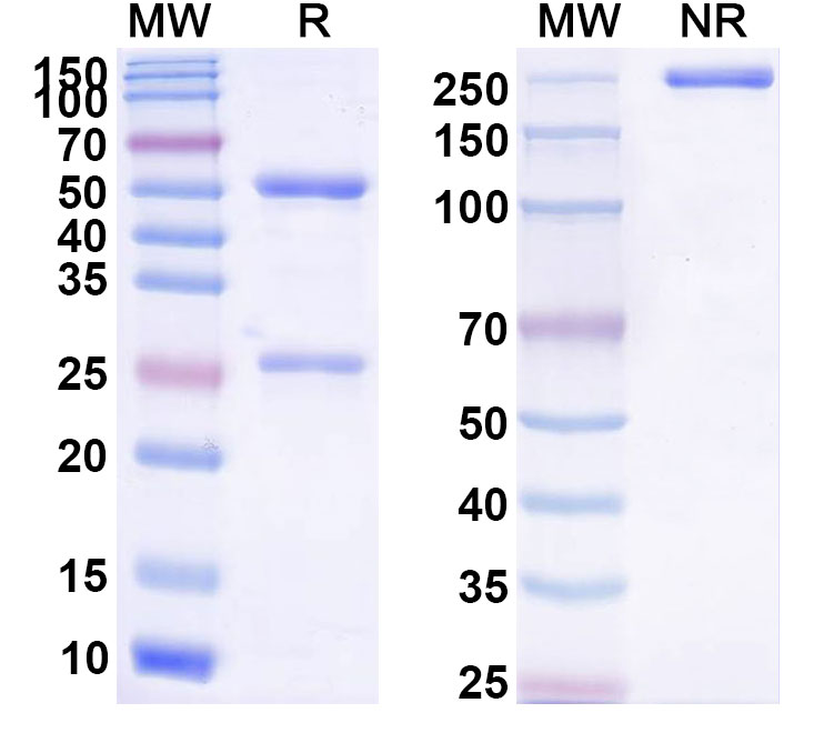 SDS-PAGE for Mitumomab Biosimilar - Anti-Ganglioside GD4 mAb - Research Grade