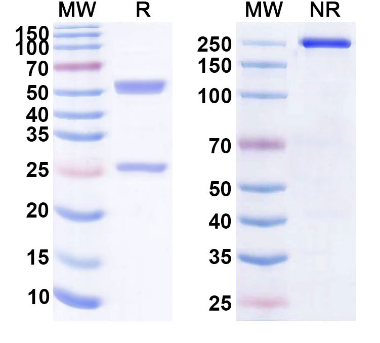 SDS-PAGE for Research Grade MK-4721
