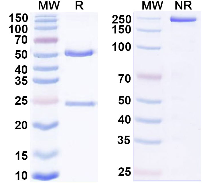 SDS-PAGE for Mocertatug Biosimilar - Research Grade
