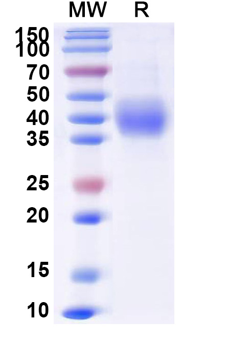 SDS-PAGE for Monkey CD38 recombinant protein