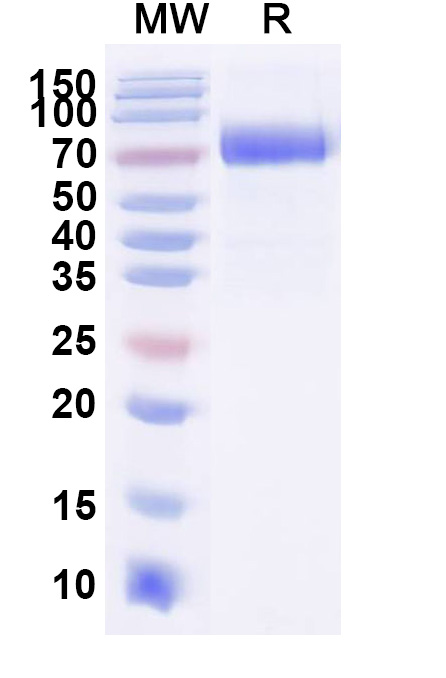 SDS-PAGE for Monkey CD38 recombinant protein