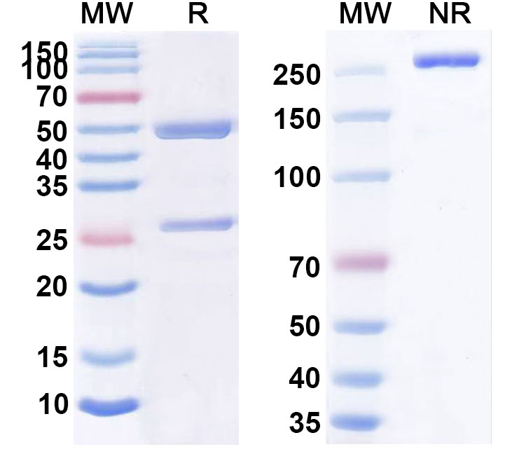 SDS-PAGE for MORAb-028 Biosimilar - Anti-Ganglioside GD2 mAb - Research Grade
